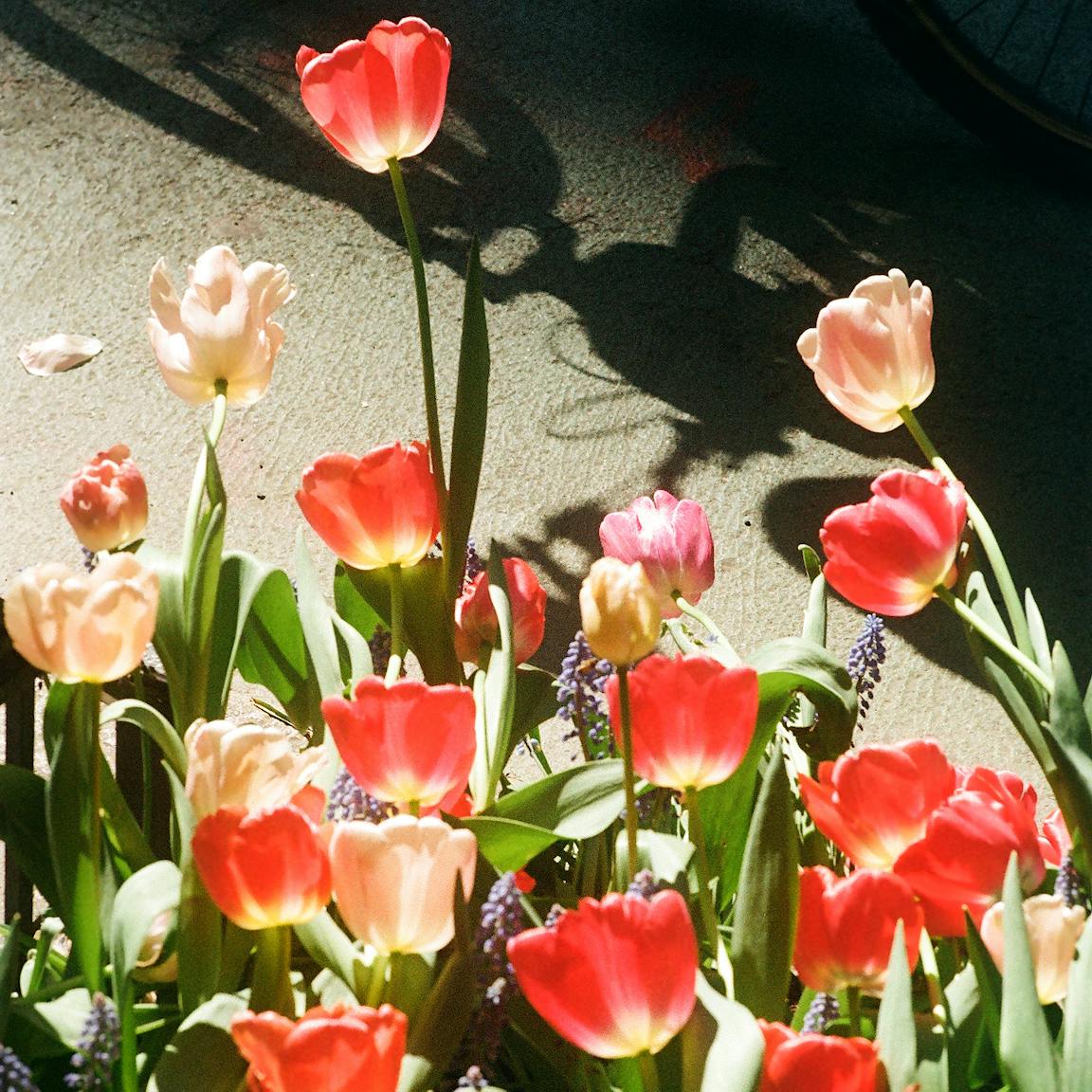 Dozens of red, pink, and white tulips.